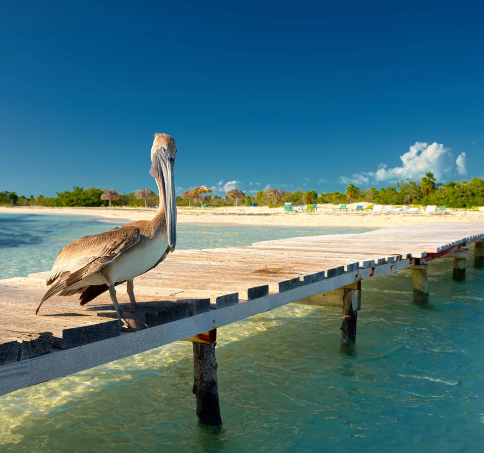 Star Clipper & Star Flyer