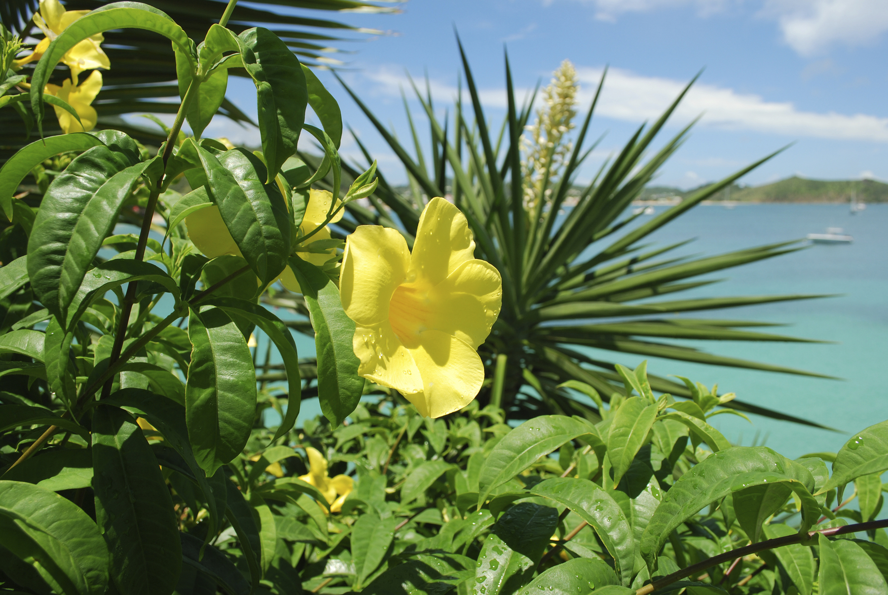 Sea Cloud Caribbean Sailing Cruise, Lesser Antilles &#038; Grenadines Sea Cloud II