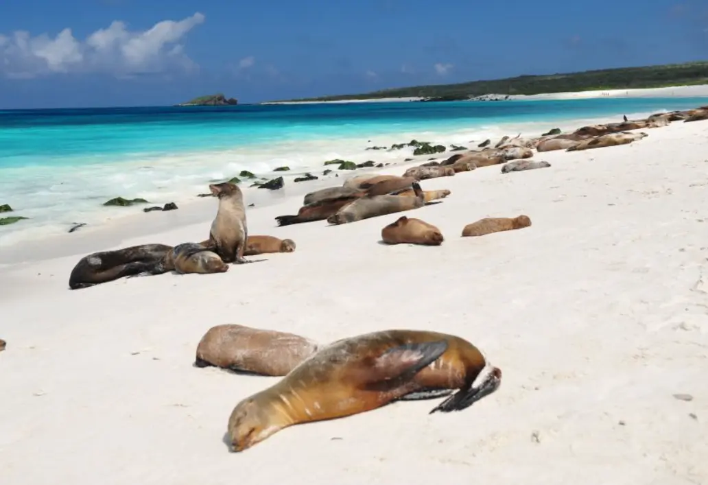 Galapagos Expedition Cruise, Galapagos Expedition Cruise