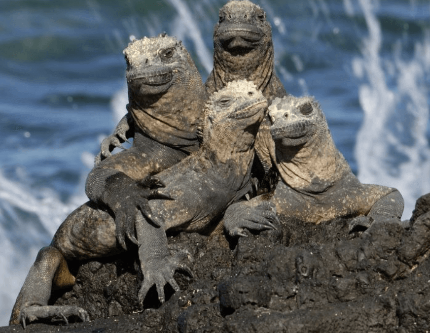 Galapagos Expedition Cruise, Galapagos Expedition Cruise