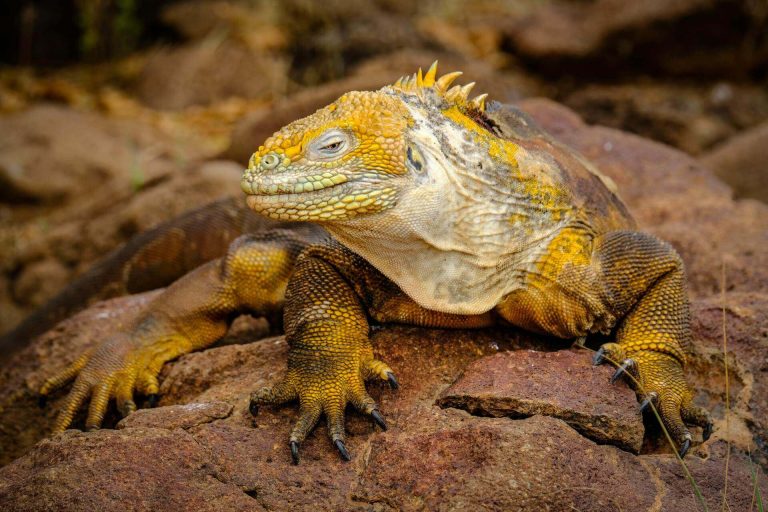 A land iguana basking on volcanic rock in the Galápagos Islands