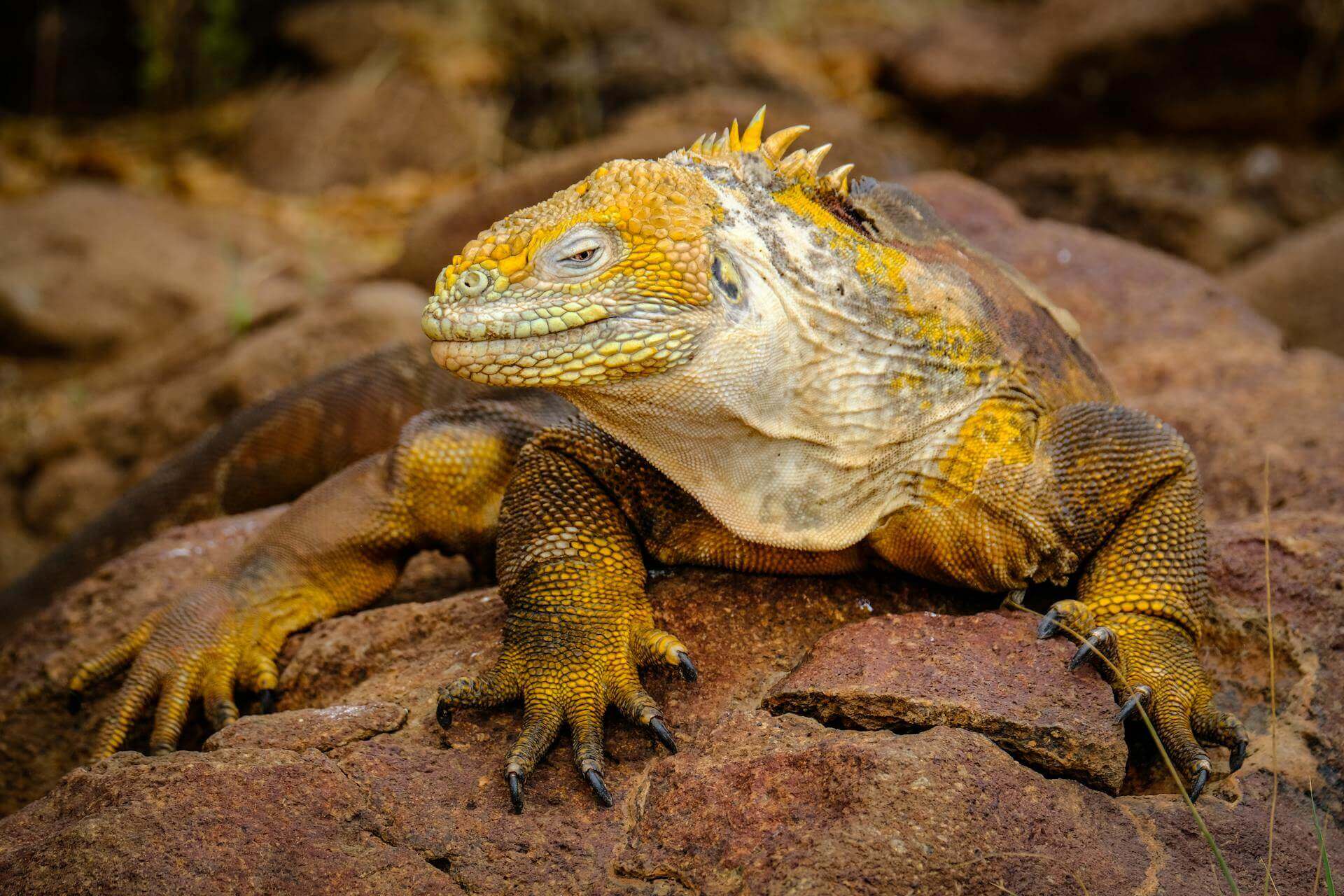 Galapagos Expedition Cruise, Galapagos Expedition Cruise