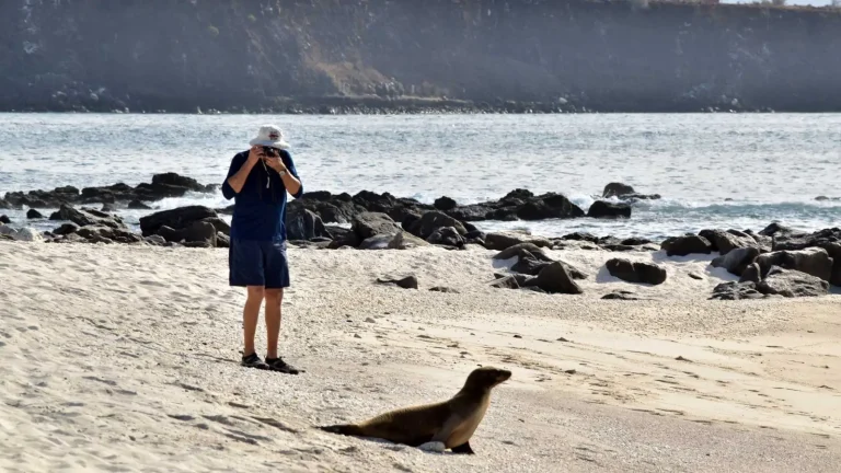 A guest photographing a sea lion on the beach in the Galápagos Islands