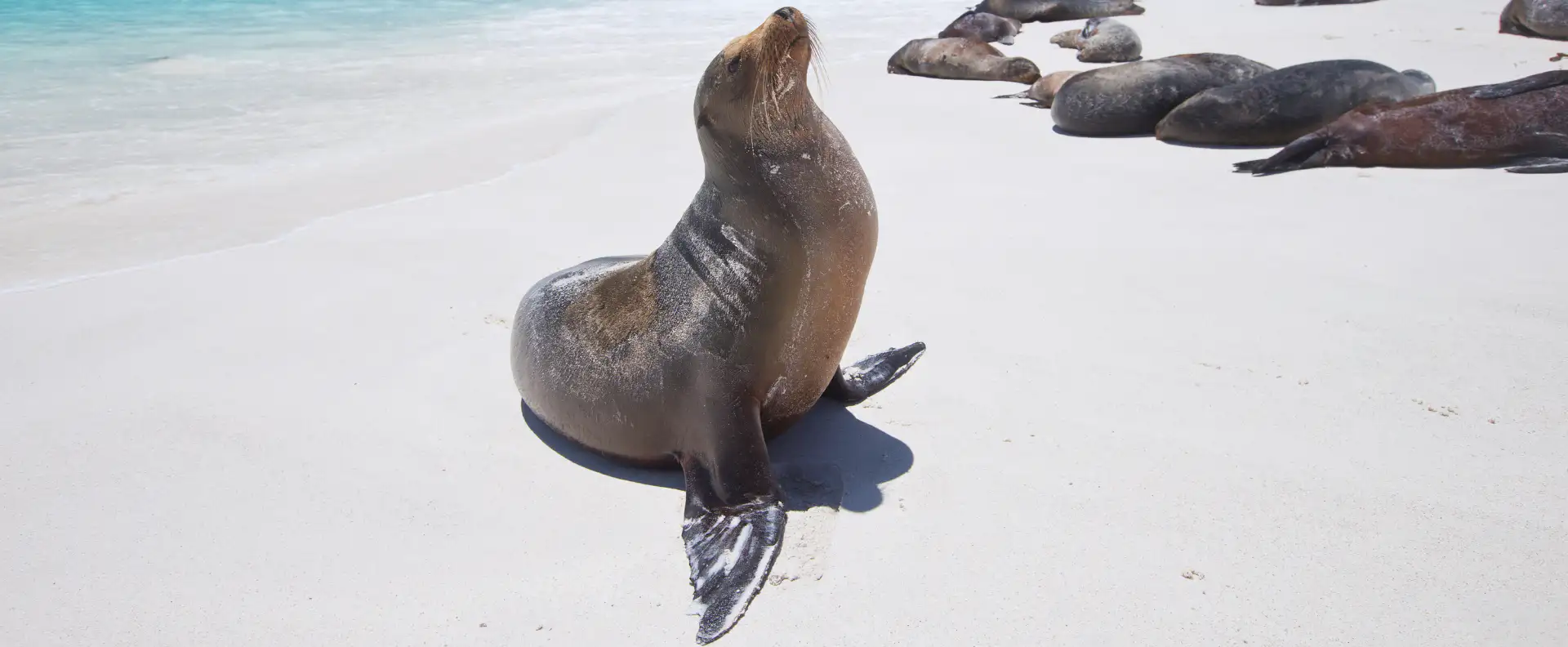 A sea lion basking on a white sand beach in the Galápagos Islands, a prime sustainable travel destination