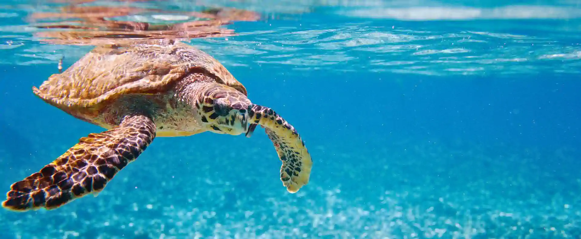 A sea turtle gliding through clear water in Seychelles, often spotted on small ship cruising excursions.
