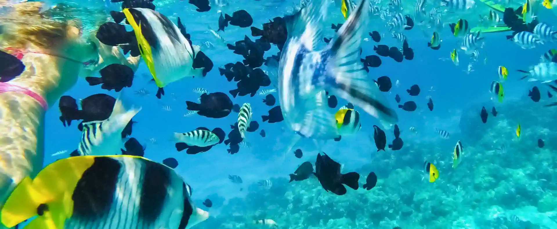 Snorkelling with colourful tropical fish in Tahiti, a must-do on small ship cruising adventures.