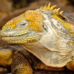 Galapagos Expedition Cruise