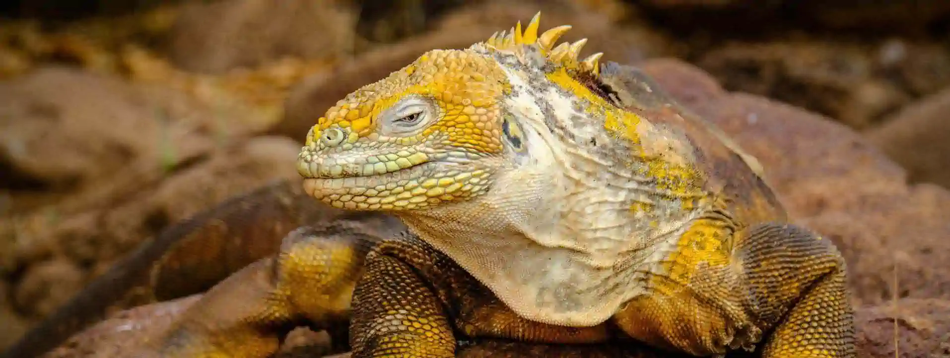 Galapagos Expedition Cruise