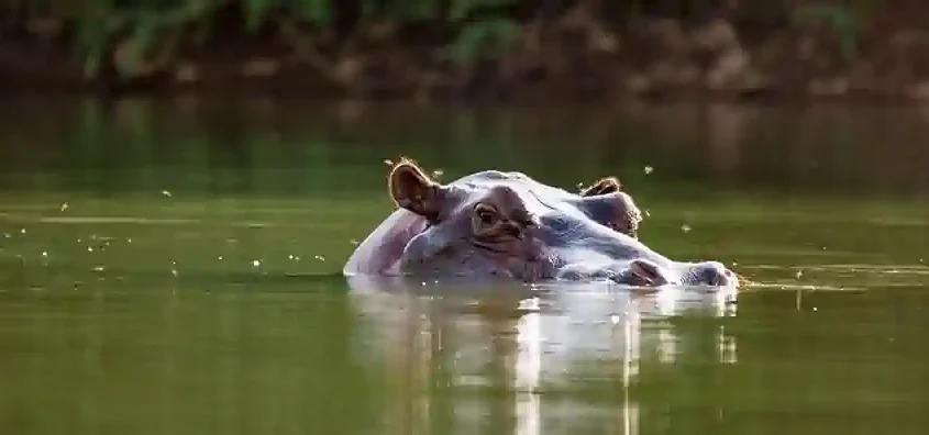 Hippopotamuses, often heard before they’re seen, snorting, grunting, or rising silently from beneath the water.