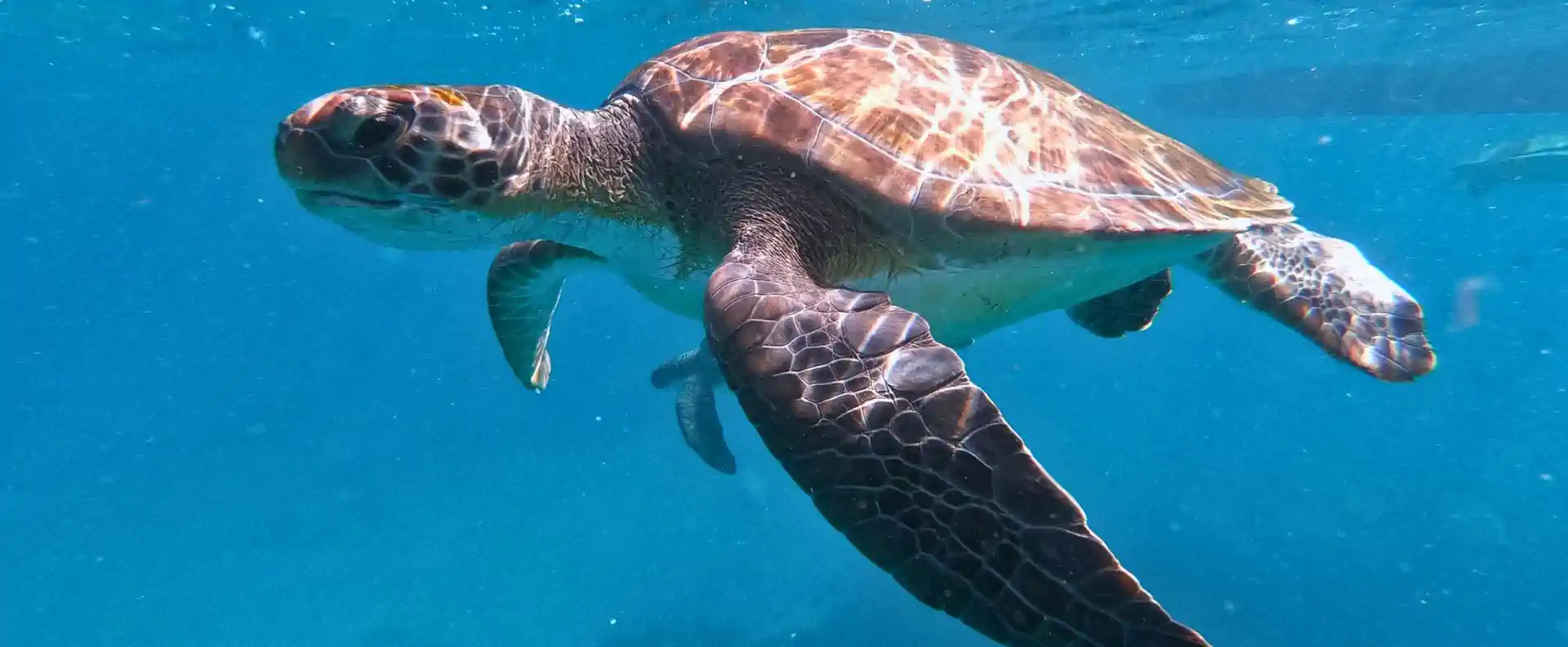cruise cape verde sea turtle underwater shot with sea turtle in Cape Verde