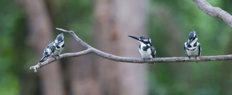 Three pied kingfishers perched on a branch above the Gambia River, a common sight on West Africa cruises.