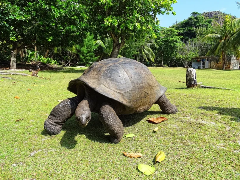 Aldabra giant tortoise in Curieuse Marine National Park, Seychelles